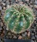 Echinopsis Hybr. Nr. 165