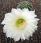 Echinopsis Hybr. Nr. hb39