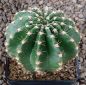 Echinopsis Hybr. Nr. hb39