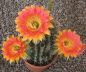 Echinopsis Hybr. Nr. hb39