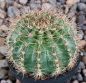 Echinopsis Hybr. Nr. hb39