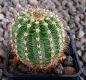 Echinopsis Hybr