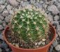 Echinopsis Hybr. Nr. hb43