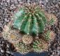 Echinopsis Hybr. Nr. hb43