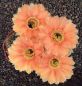 Echinopsis Hybr. Nr. hb43