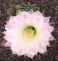 Echinopsis Hybr. Nr. hb333