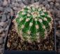 Echinopsis Hybr. Nr. hb333