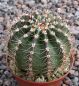Echinopsis Hybr. Nr. hb46