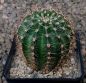 Echinopsis Hybr. Nr. hb61