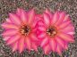Echinopsis Hybr