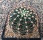 Echinopsis Hybr