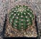 Echinopsis Hybr. Nr. hb61
