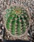 Echinopsis Hybr