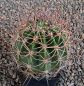 Echinopsis leucantha