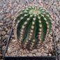 Echinopsis Hybr. Orange Paramount 383