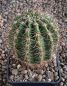 Echinopsis Hybr. Rheingold 242 Pik As
