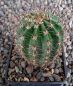 Echinopsis Hybr. Rheingold 242 Pik As