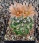 Escobaria emskoetteriana