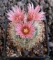 Escobaria sneedii