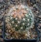 Escobaria sneedii leei