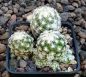 Escobaria sneedii leei