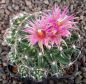 Escobaria vivipara