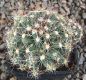 Escobaria vivipara
