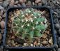 Escobaria vivipara