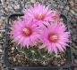 Escobaria vivipara