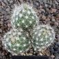 Escobaria vivipara sneedii