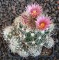 Escobaria vivipara sneedii