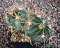 Ferocactus latispinus