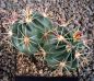 Ferocactus latispinus