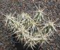 Grusonia clavata