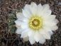 Gymnocalycium