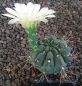 Gymnocalycium