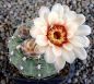 Gymnocalycium