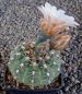 Gymnocalycium