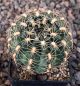 Gymnocalycium andreae matznetteri STO394
