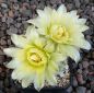 Gymnocalycium Attersee Hybr