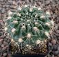 Gymnocalycium Attersee Hybr