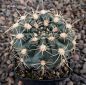 Gymnocalycium Attersee Hybr