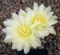 Gymnocalycium Attersee Hybr