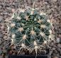 Gymnocalycium Attersee Hybr