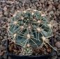 Gymnocalycium Attersee Hybr