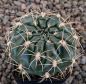 Gymnocalycium Attersee Hybr