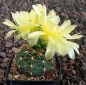 Gymnocalycium Attersee Hybr