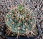 Gymnocalycium Attersee Hybr