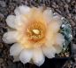 Gymnocalycium Attersee Hybr