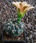 Gymnocalycium Attersee Hybr